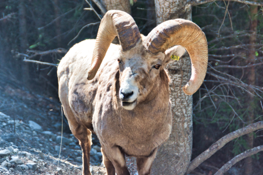 Rondreis West-Canada - Mountain sheep