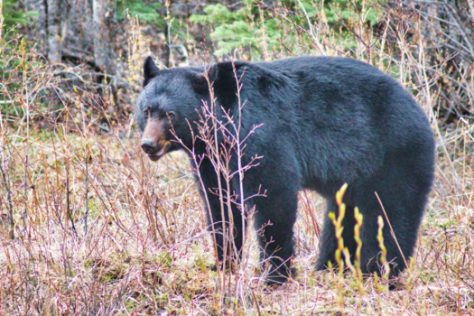 Rondreis West-Canada - Black bear