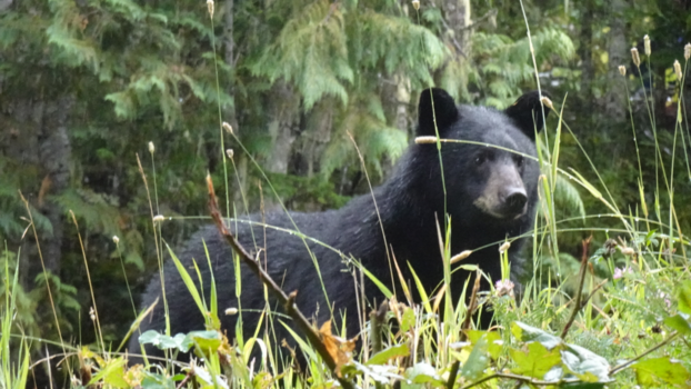 Whistler Mountain - Beregoedefoto