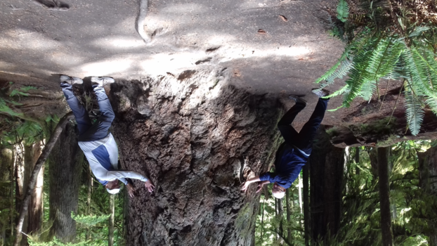 Vancouver Island - Boompje voor de open haard !