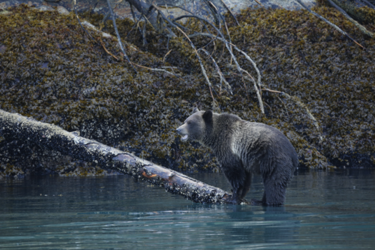 Vancouver Island - De magische beren van Knight Inlet - Vancouver Island
