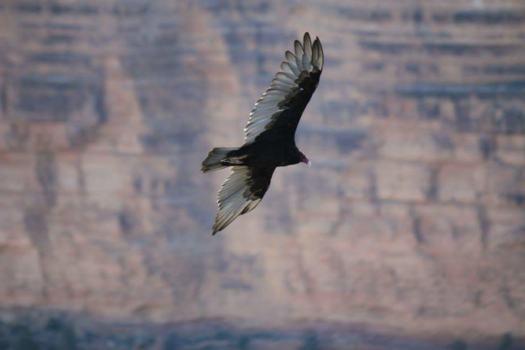 Grand Canyon - Tijd rovend