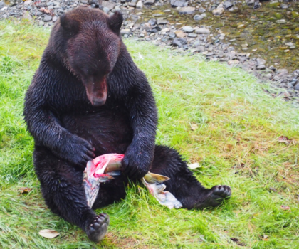 Rondreis Oostkust Canada - Hongerige beer!