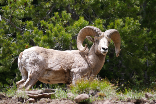 Verenigde Staten - Bighornsheep