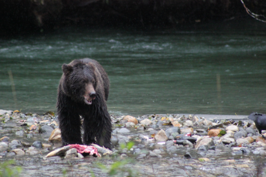 Canada - Crizly Vancouver island