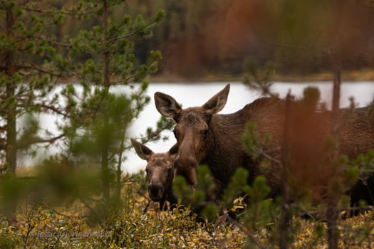 Rondreis West-Canada - Mama eland met kind bij Maligne Lake (Jasper nationalpark)