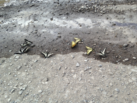 Verenigde Staten - Paringstijd  vlinders