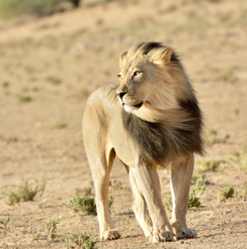 Camperreis Canada - In de wind