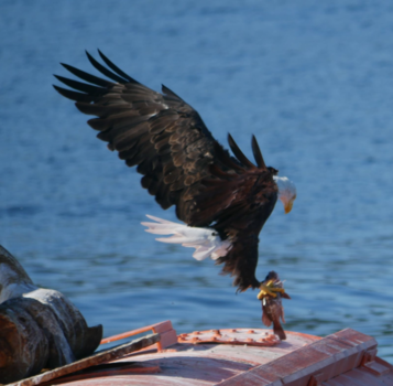 Rondreis West-Canada - Bad eagle