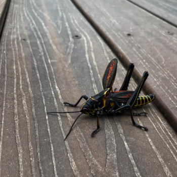 Verenigde Staten - Is maar 8 cm...beestjes zijn er ook. New Orleans