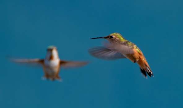 Rondreis West-Canada - competition