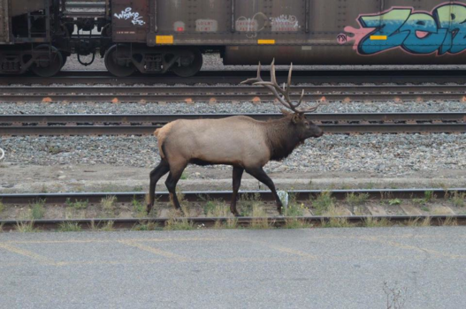 Jasper National Park - Urban meets Nature