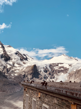 Canada - Bird watch🦅