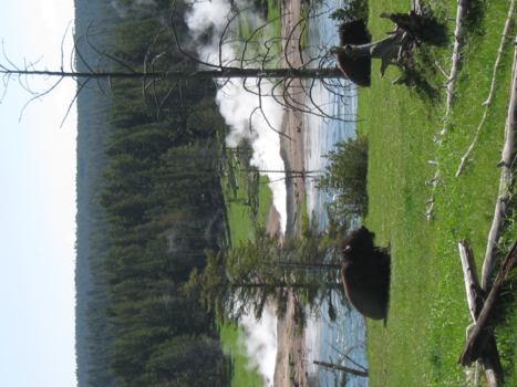 Verenigde Staten - Yellowstone!!