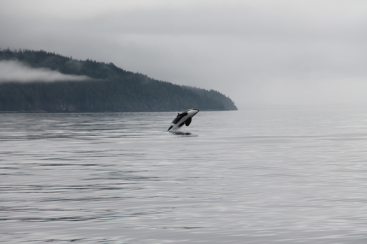 Canada - Whale watching Telegraph Cove (Canada)
