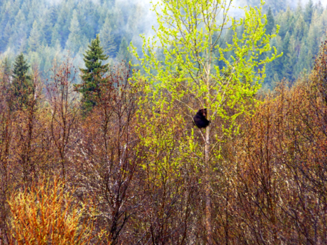 Camperreis Canada - Beer in de boom
