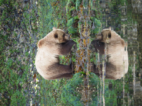 Vancouver Island - Grizzly op zoek naar lekkers