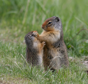 Canada - Lekker even kroelen, Rocky Mountains Canada