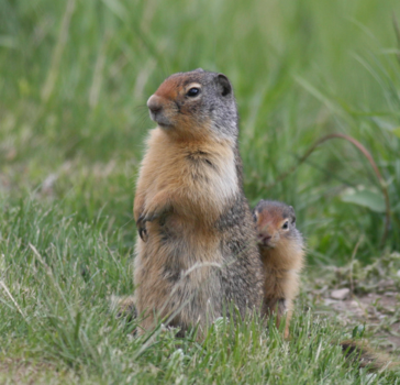 Canada - Kiekeboe, Rocky Mountains Canada