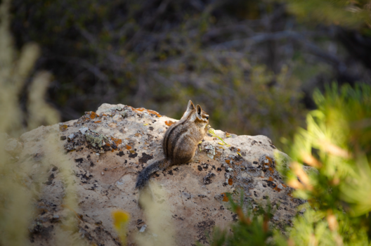 Grand Canyon - Grand canyon squirrel