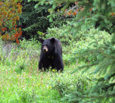 Jasper National Park - Laat mij eten