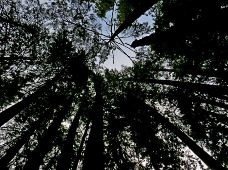 Canada - Trees touch the sky!!