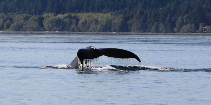 Vancouver - Humpback whale