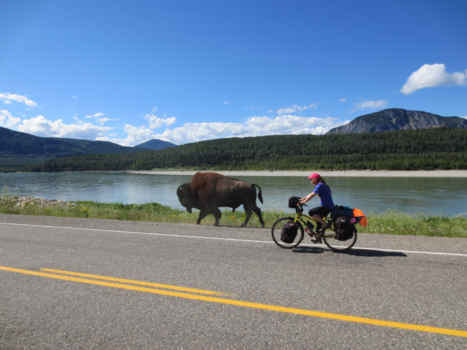 Rondreis Yukon - Een van de laatste woodbisons in de Yukon voorzichtig links inhalen