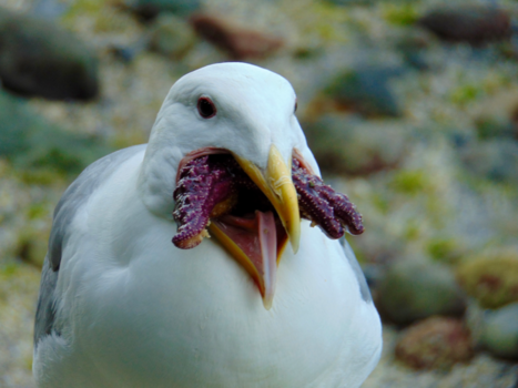 Vancouver - Hongerige zeemeeuw