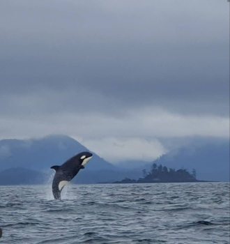 Victoria (Canada) - Killer whale
