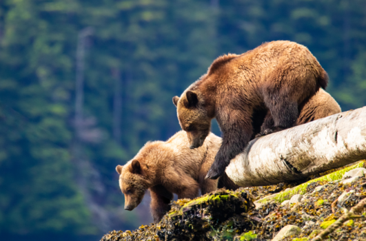 Rondreis West-Canada - Moeder grizzly met cubs op de wandel