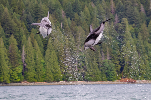 Rondreis West-Canada - Springende dolfijnen