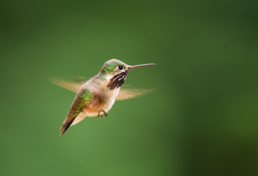 Rondreis West-Canada - Kolibri