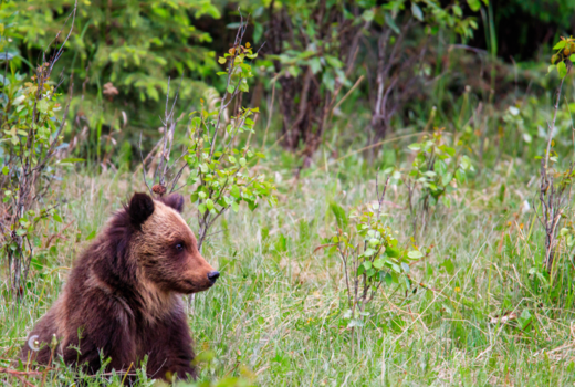 Rondreis West-Canada - Grizzly cub aan het dagdromen