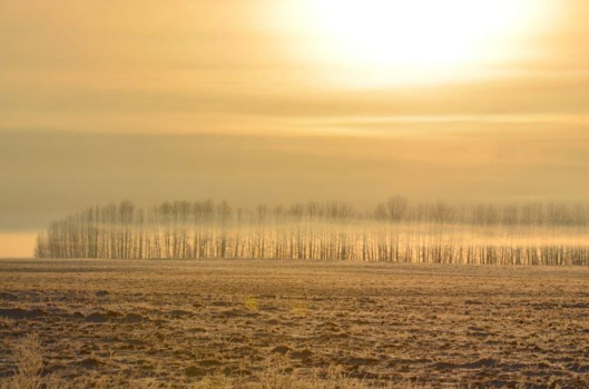 Rondreis Alberta - Frosty morning