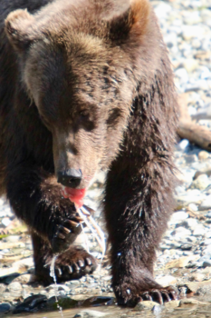 Canada - Verse sushi❣️