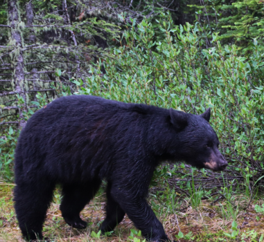 Banff National Park - Black bear in jasper national park