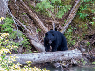 Canada - zwarte beer