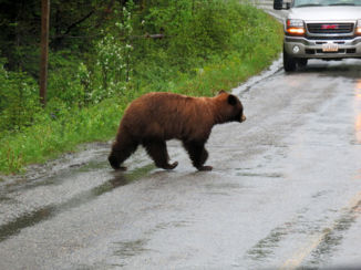 Canada - Beren op de weg