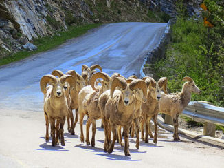 Canada - Bighorn sheep