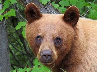Canada - Cinnamon black bear