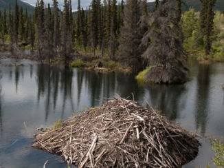 Canada - Beverburcht