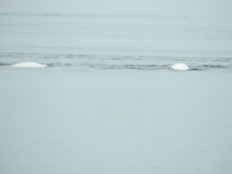Canada - Beluga Whales