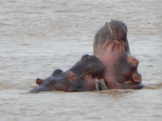 Sawadee - Hippo's in St. Lucia