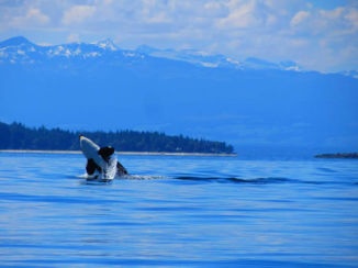 Campbell Rivier - Orca in Campbell River