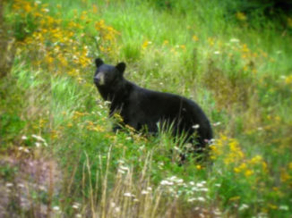 Algonquin provincial park