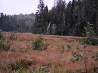 Algonquin provincial park - Prachtige kleuren