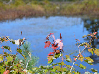 Algonquin provincial park