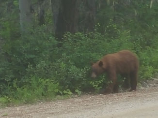 Clearwater - Cinnamon Bear