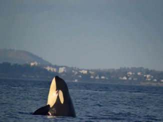 Victoria (Canada) - Orka bij Victoria